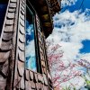 2019-雲南風情樹屋